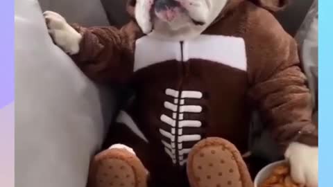 Dog dressed in football suit!