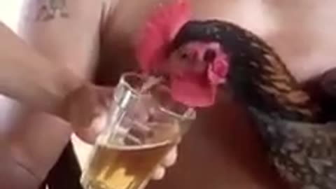 You won't believe. Drunkard chicken chose beer over water