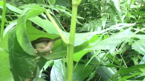 Tailorbird Nesting First Day Bird Sewing Nest With Tree Leaves (Bird Watching