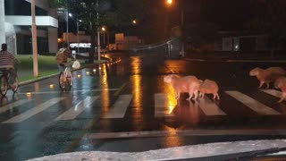 Capybaras Using a Crosswalk