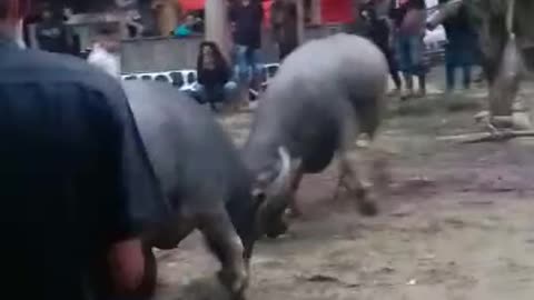 Buffalo FIGHT IN KAEMBANG, TORAJA