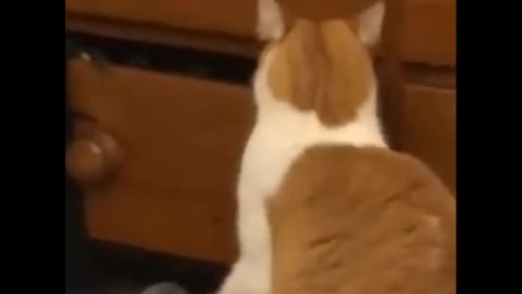 Verry cute cat for funny video