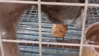 Brown Dog Accepts 3 Bites Challenge on a Fried Chicken