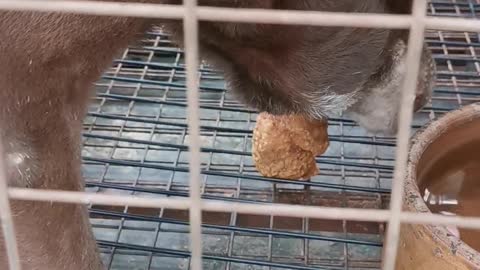 Brown Dog Accepts 3 Bites Challenge on a Fried Chicken