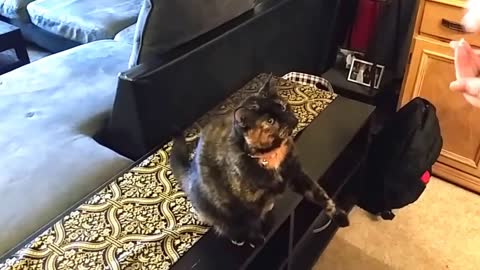 Cute cat doing trick