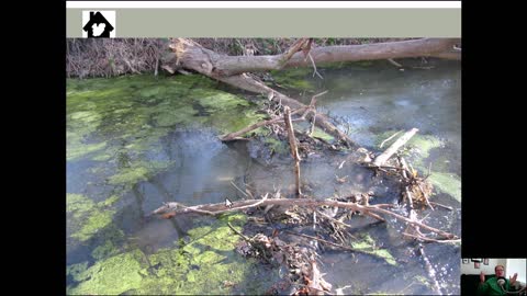 Bailey Beaver Cage Trap Sets, Modifications and Use in Castor canadensis trapping