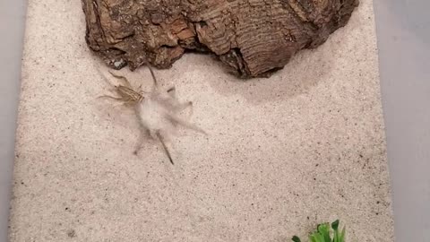 Sand Spider Has Incredible Speed