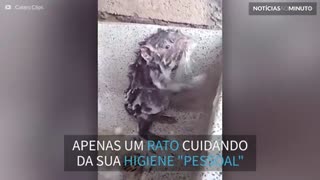 Inacreditável! Este rato toma banho como se fosse humano