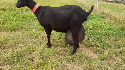 Watch a young goat producing more than 5 liters of milk