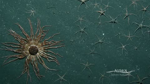 Exploring Antarctic Deepsea Life