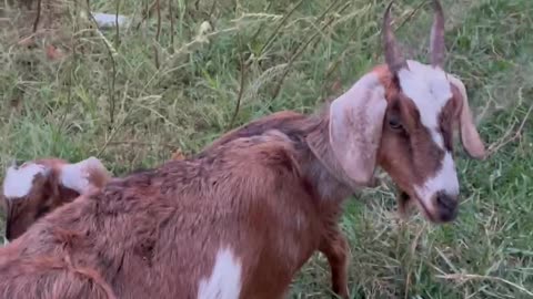 so cute and beautiful goat, red gaot