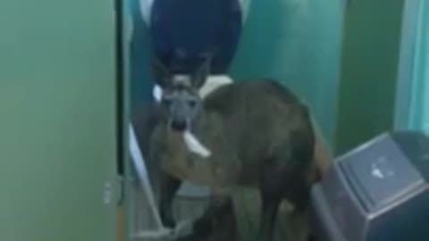 Kangaroo Happily Chomps Toilet Paper Lunch