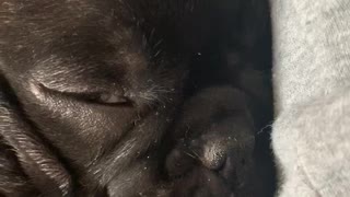 Cute sleeping puppy with tongue out