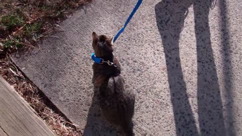 how to train your cat to walk properly with the collar