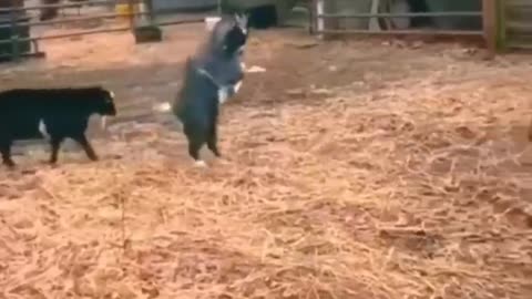 Funny animals youtube, 🤣, funny animals dancing 💃😄, funny animals fighting 😄