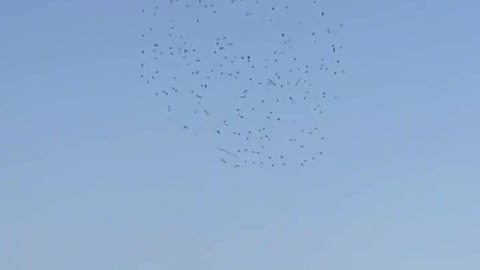 The birds in the sky are so beautiful