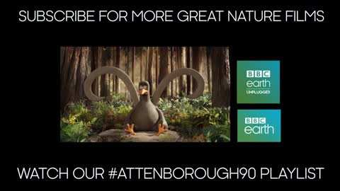 Attenborough Talks About His Famous Gorilla Encounter | Attenborough at 90 | BBC Earth