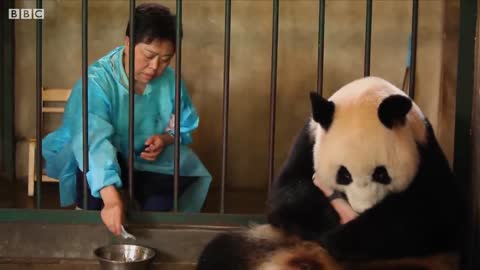 wooow!!! Panda doesn't realize she's had twins