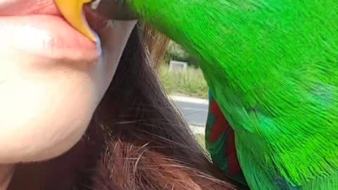 Cute Parrot Gives Mum a Kiss