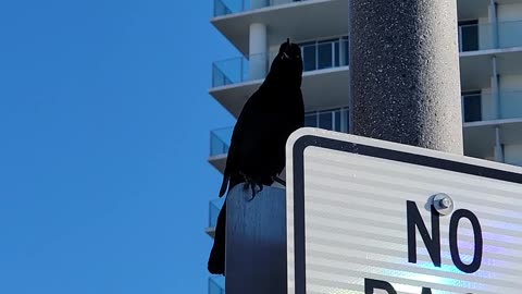 Grackle bird sounds, Clearwater Beach, Florida