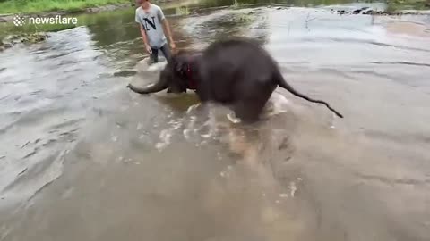 Adorably playful baby elephant loves splashing in the river