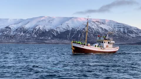 Iceland❄️Whale Watching