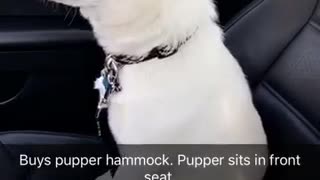 White dog in passenger seat of cat