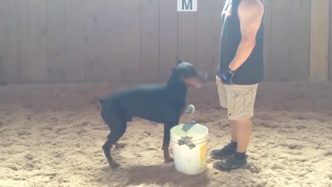 Doberman- Super Dog Training !