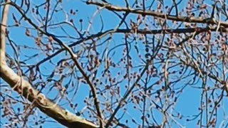 Bluejay and squirrel