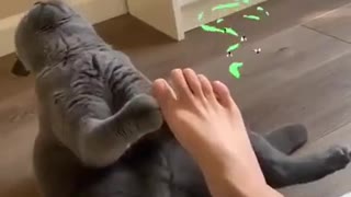 the cat did not expect this