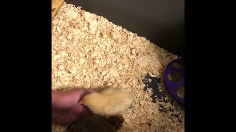 The chicks exploring a hand