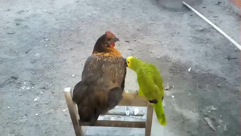 parrot kisses hen
