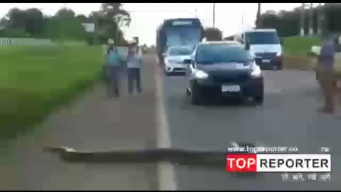 Traffic halts as giant anaconda crossing road in Brazil