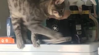 Cat playing on laundry machine falls off