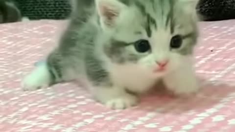 Cute cat