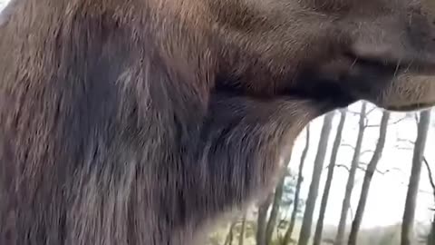 Elk asking for help
