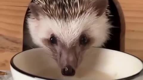 Fen Hedgehog special soup for dinner cold days in winter