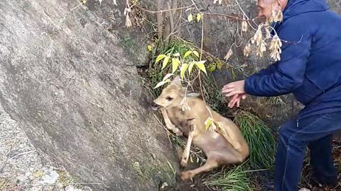 Saving a Deer Stuck in a Concrete Cone