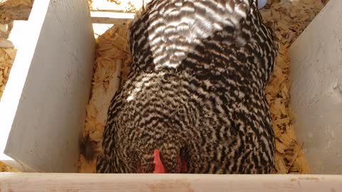 Baby Sip Video - One Of My Plymouth Rock Chickens Is Broody #shorts