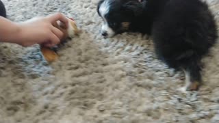 Cannoli the Aussie play with Kodie
