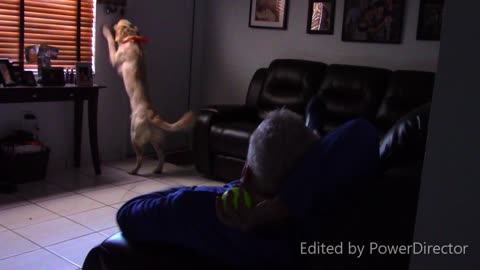 Cute dog training video