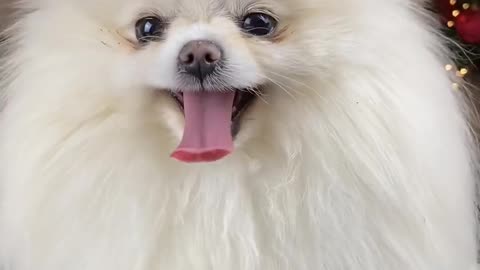 Cute Pomeranian Is Exiting For Christmas.🎄