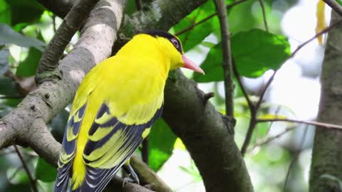 Yellow Bird In The Forest bird