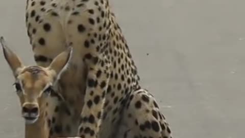 A young cheetah makes its first kill