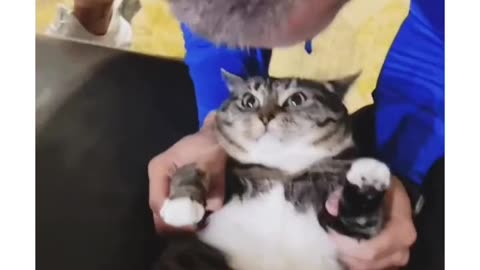 Cat doesn't like hugs