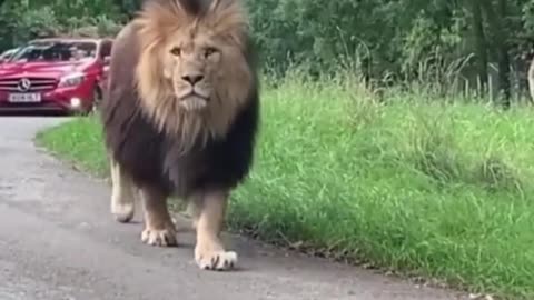Lion walks around the city