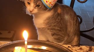 Cat Enjoys Salmon on Her First Birthday