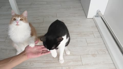 Cat training