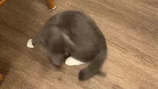 Cat chasing her tail