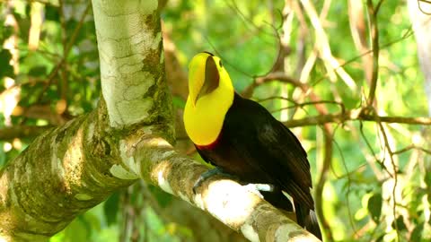 Beautiful bird with golden neck